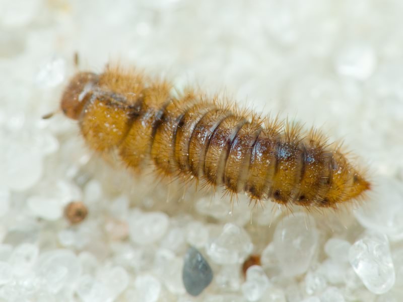 Coleoptera Linnaeus, 1758